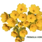 PRIMULA VERIS