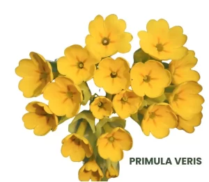 PRIMULA VERIS