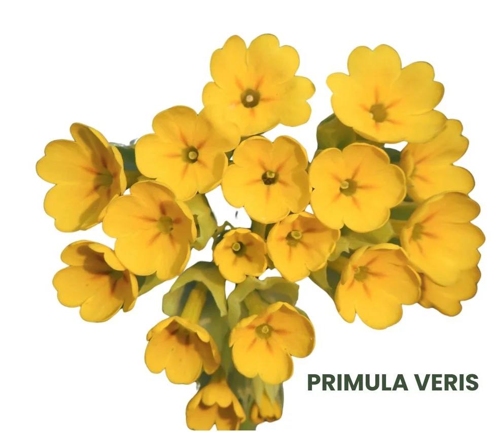 PRIMULA VERIS | P