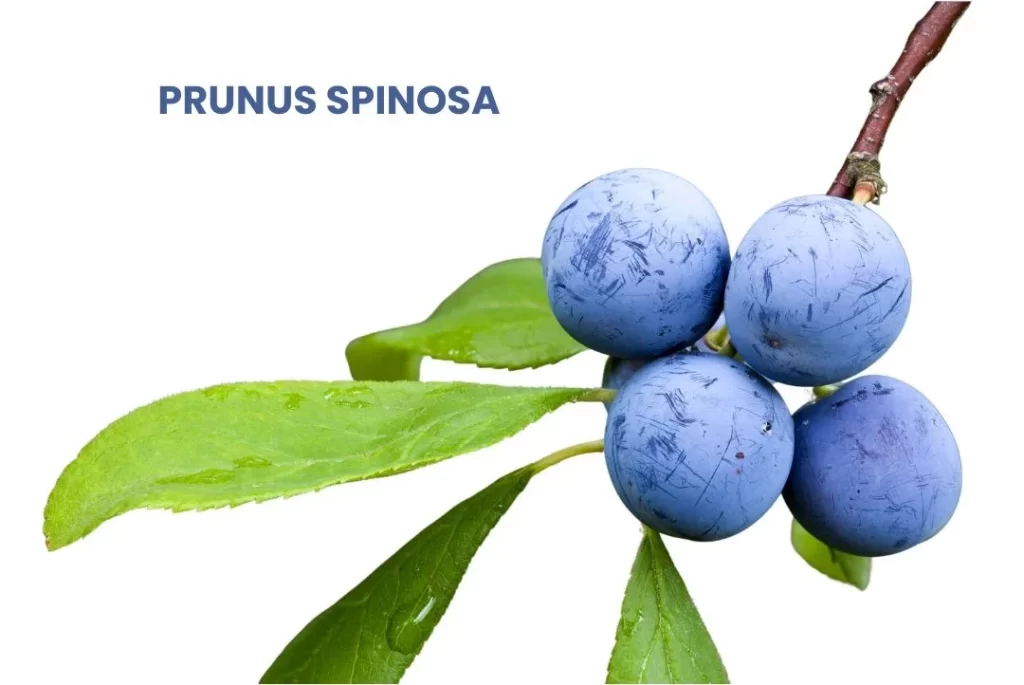 PRUNUS SPINOSA - Medicosage