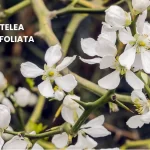 PTELEA TRIFOLIATA