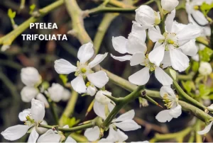 PTELEA TRIFOLIATA