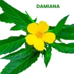 DAMIANA