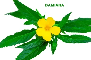 DAMIANA