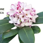 DAPHNE INDICA