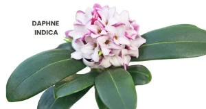 DAPHNE INDICA