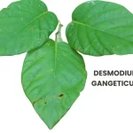 DESMODIUM GANGETICUM