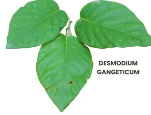 DESMODIUM GANGETICUM