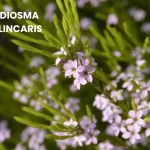 DIOSMA LINCARIS