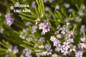 DIOSMA LINCARIS