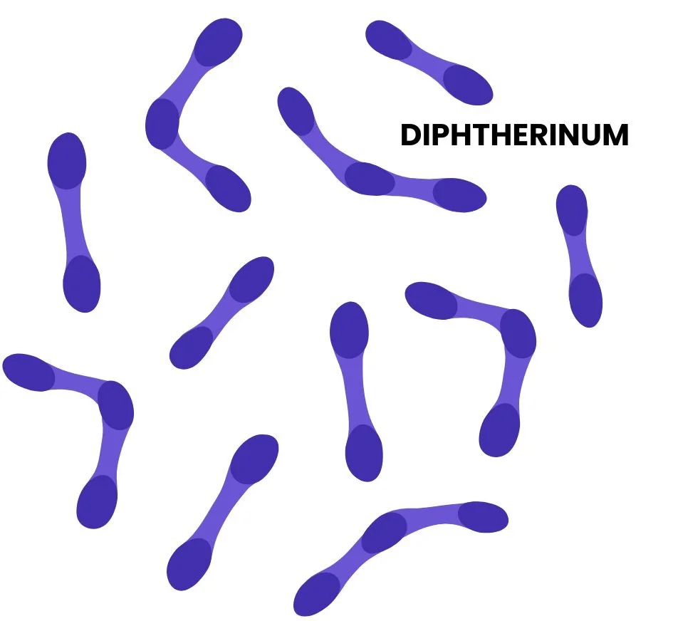 DIPHTHERINUM