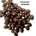 DOLICHOS PRURIENS