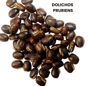 DOLICHOS PRURIENS