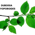 DUBOISA MYOPOROIDES