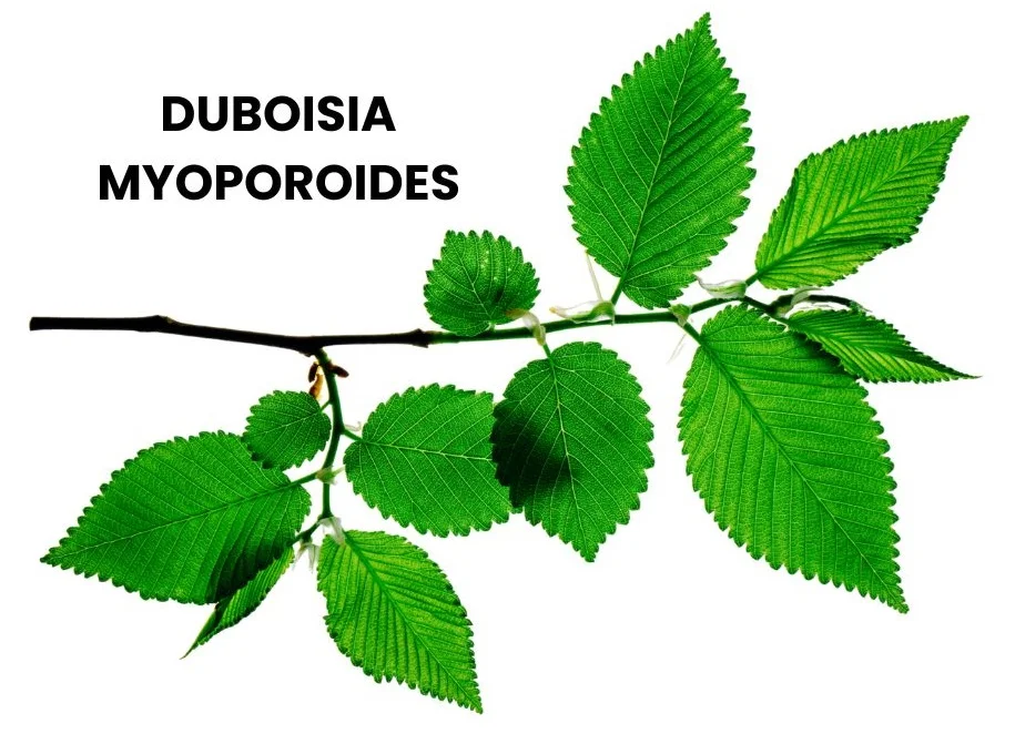 DUBOISA MYOPOROIDES