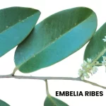 EMBELIA RIBES