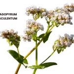 FAGOPYRUM ESCULENTUM