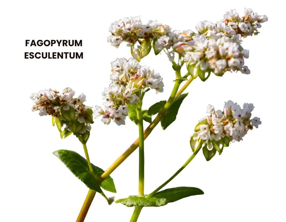 FAGOPYRUM ESCULENTUM