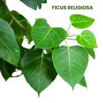 FICUS RELIGIOSA