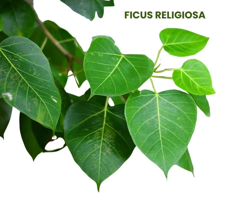 FICUS RELIGIOSA