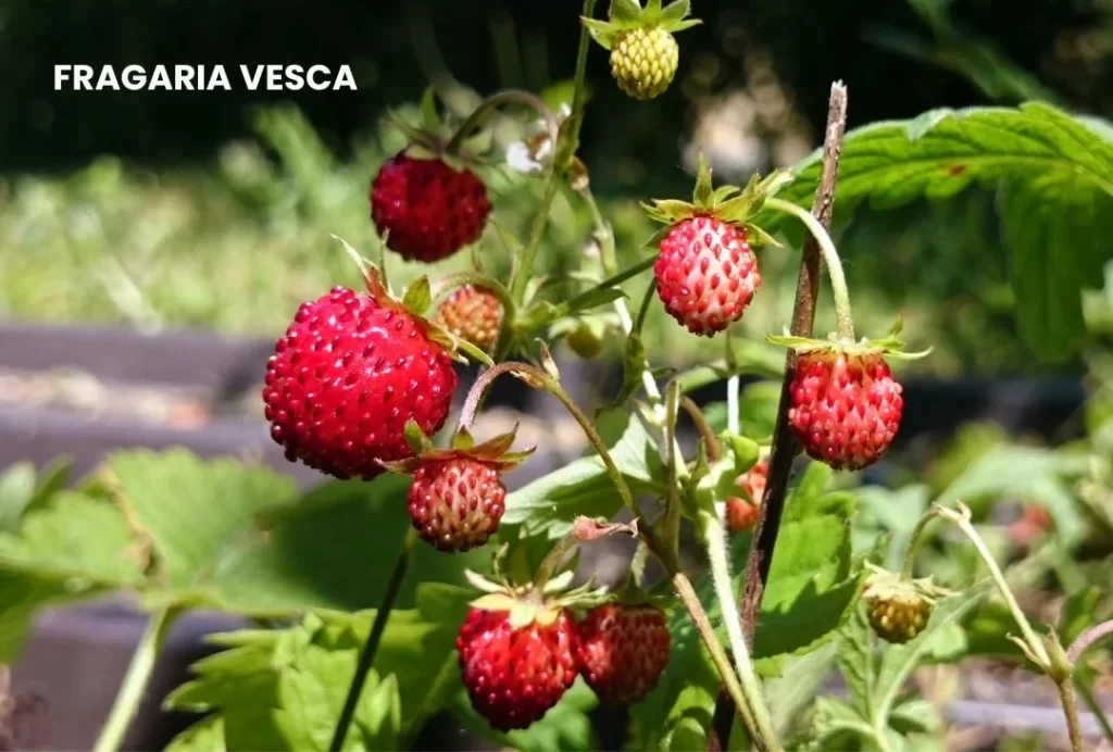 FRAGARIA VESCA - Medicosage