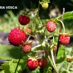 FRAGARIA VESCA