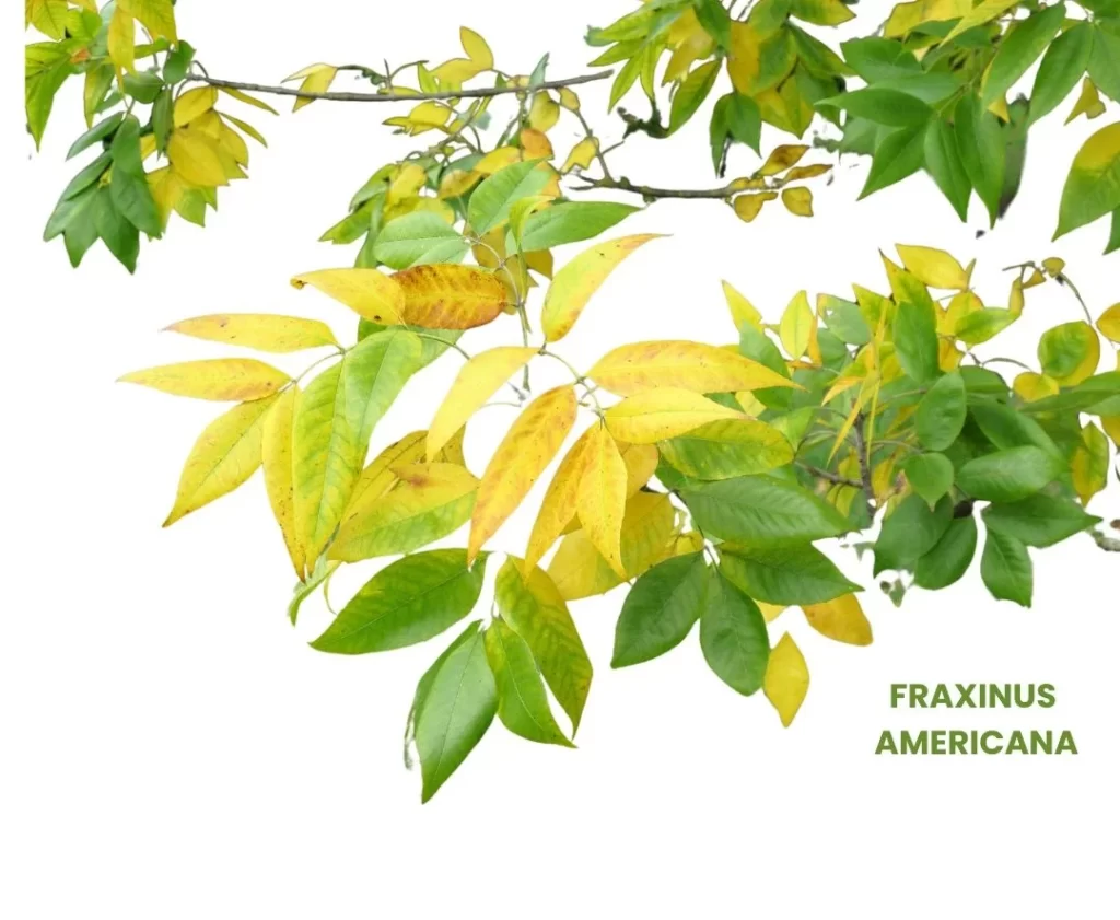 FRAXINUS AMERICANA - Medicosage