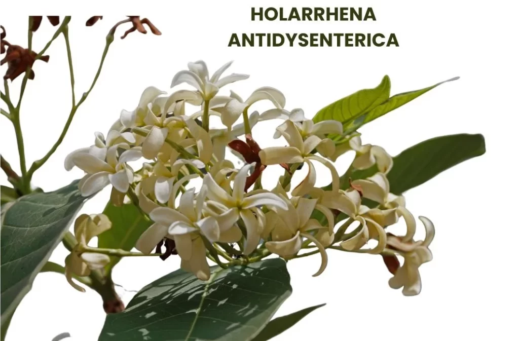 HOLARRHENA ANTIDYSENTERICA