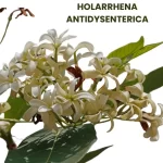 HOLARRHENA ANTIDYSENTERICA