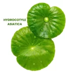 HYDROCOTYLE ASIATICA