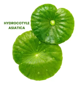 HYDROCOTYLE ASIATICA