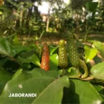 JABORANDI