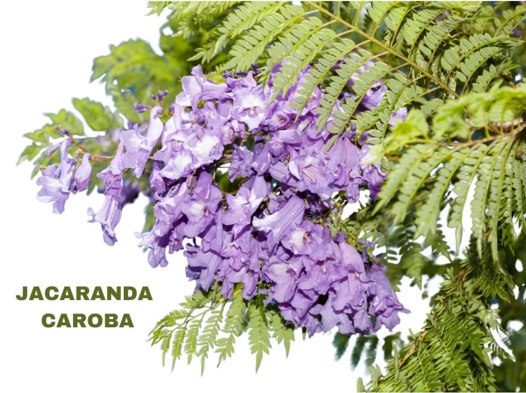 JACARANDA CAROBA