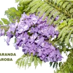 JACARANDA CAROBA