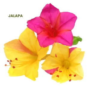 JALAPA