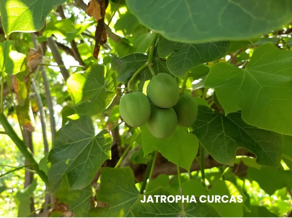 JATROPHA CURCAS