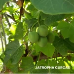 JATROPHA CURCAS