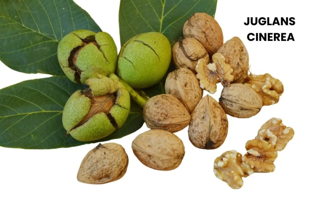 JUGLANS CINEREA