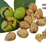 JUGLANS CINEREA