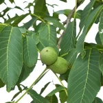 JUGLANS REGIA