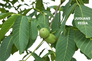 JUGLANS REGIA