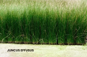 JUNCUS EFFUSUS