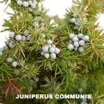 JUNIPERUS COMMUNIS