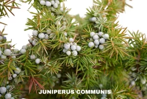 JUNIPERUS COMMUNIS