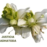 JUSTICIA ADHATODA