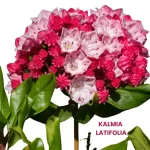 KALMIA LATIFOLIA