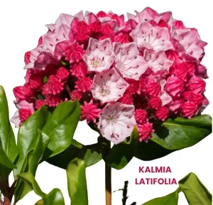 KALMIA LATIFOLIA