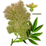 KOUSSO