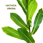 LACTUCA VIROSA