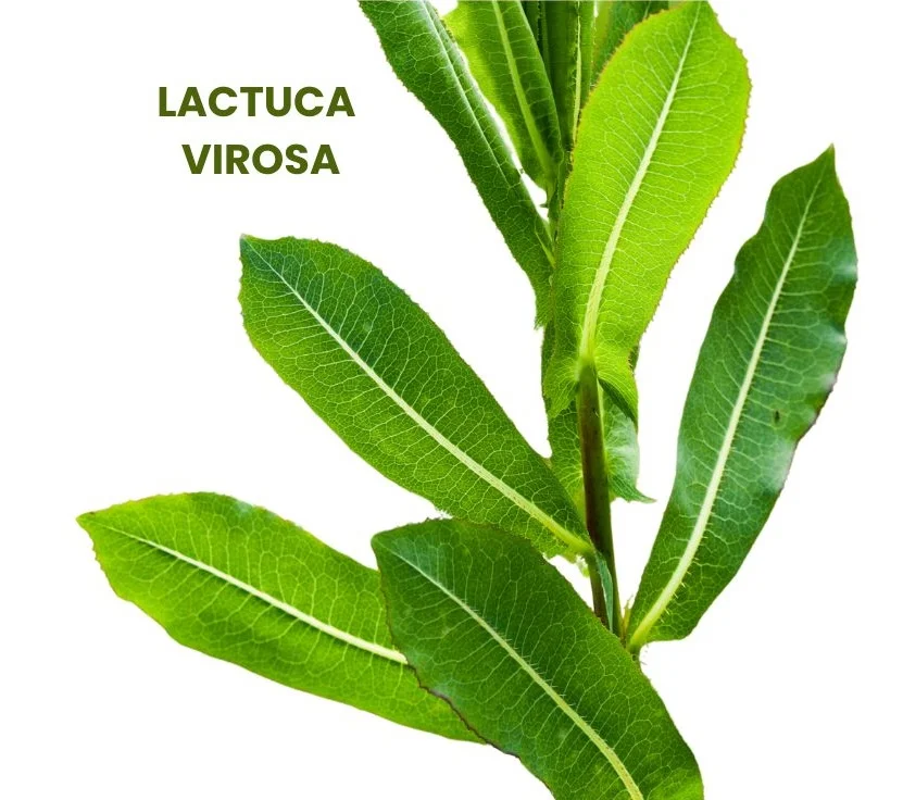 LACTUCA VIROSA